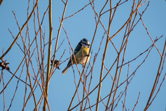 Cyanistes caeruleus
