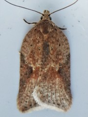 Acleris semiannula