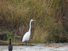 Ardea alba