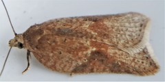 Acleris semiannula