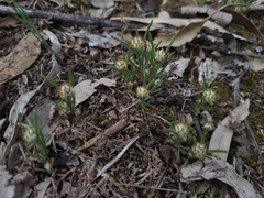 Blennospora drummondii