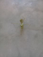 Stagmatoptera femoralis