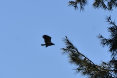 Haliaeetus leucocephalus