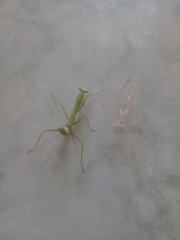 Stagmatoptera femoralis