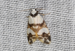 Thallarcha albicollis