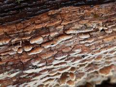 Botryobasidium simile