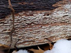 Botryobasidium simile