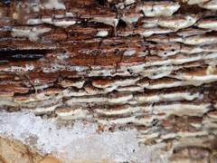 Botryobasidium simile