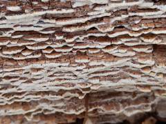 Botryobasidium simile