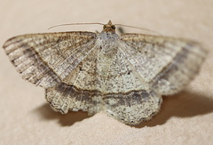 Chiasmia normata