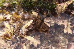 Paraclinus integripinnis