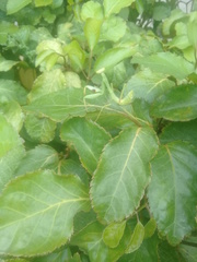 Stagmatoptera femoralis