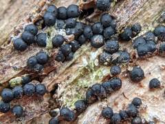 Rosellinia subiculata