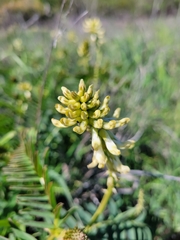 Astragalus pomonensis
