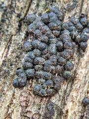 Rosellinia subiculata