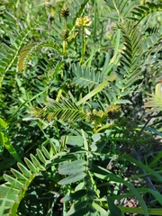 Astragalus pomonensis