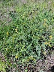 Astragalus pomonensis