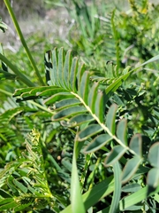Astragalus pomonensis