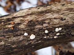Truncospora wisconsinensis