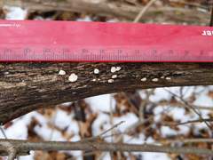 Truncospora wisconsinensis