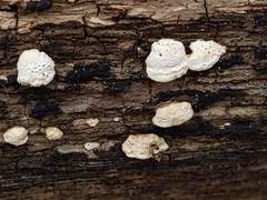 Truncospora wisconsinensis