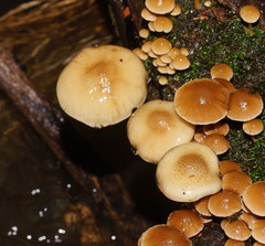Armillaria hinnulea