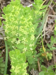 Cruciata