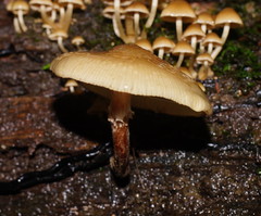 Armillaria hinnulea