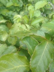 Stagmatoptera femoralis