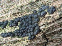 Rosellinia subiculata