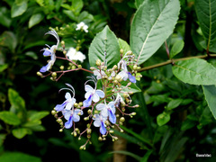 Rotheca myricoides