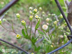 Erigeron laevigatus