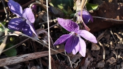 Viola