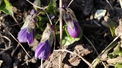 Viola