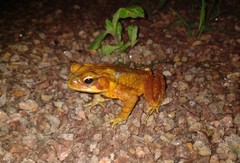 Rhinella crucifer