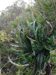Gasteria acinacifolia