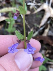 Scutellaria parvula