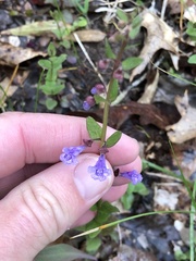 Scutellaria parvula