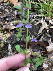 Scutellaria parvula