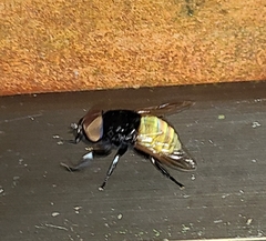 Stibasoma flaviventre