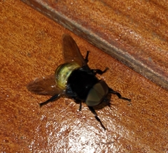 Stibasoma flaviventre
