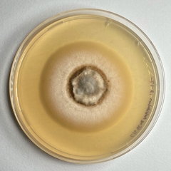Paraloratospora