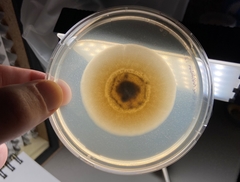 Paraloratospora