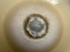 Paraloratospora