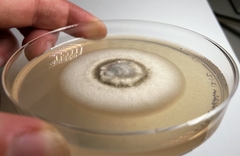 Paraloratospora