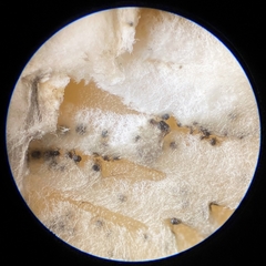 Paraloratospora