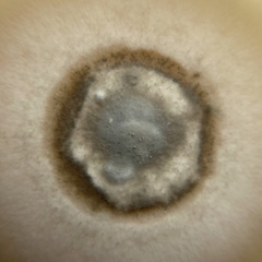 Paraloratospora