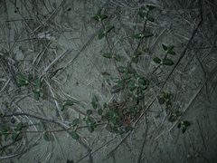 Alternanthera halimifolia