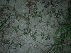 Alternanthera halimifolia