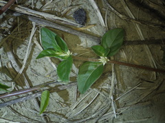 Alternanthera halimifolia